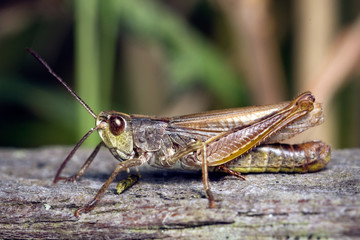 A brown field grasshopper is sitting on a piece of wood. This rare species is known to make a locomotive sound.