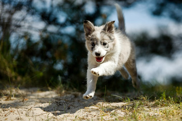 Naklejka na ściany i meble A smiling border collie puppy jumps while he is running during some play time. 