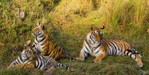Naklejka na ściany i meble Three wild tiger in the jungle. India. Bandhavgarh National Park. Madhya Pradesh. An excellent illustration.
