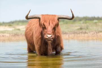 An large angry looking red hair Scottish Highlander bull wades trough water creating wave patterns...