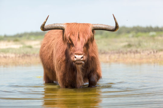 An large angry looking red hair Scottish Highlander bull wades trough water creating wave patterns on the surface.
