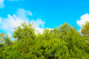 green plants under a blue sky