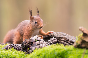 Red squirrel