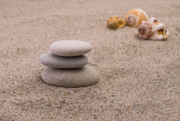 Fototapeta na wymiar Shellfish on the sand