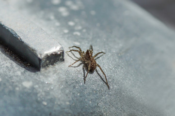Spinne