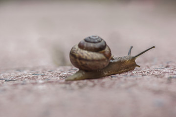 Schnecke
