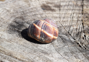 Large snail shell