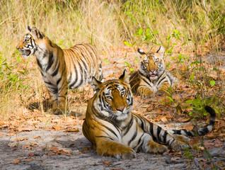 Three wild tiger in the jungle. India. Bandhavgarh National Park. Madhya Pradesh. An excellent illustration.