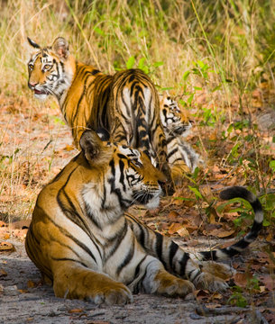 Three wild tiger in the jungle. India. Bandhavgarh National Park. Madhya Pradesh. An excellent illustration.