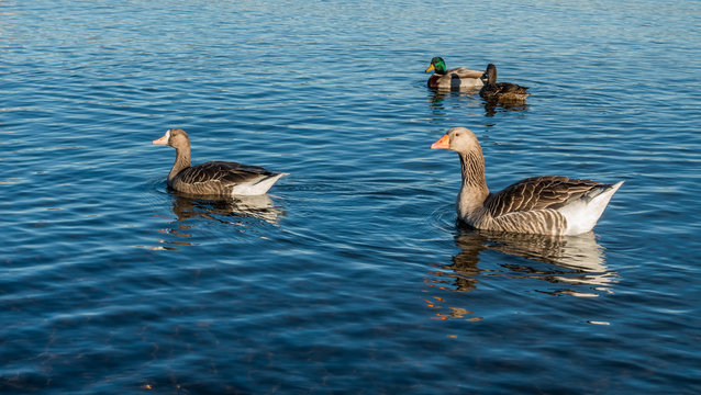 Two Geese Swimming