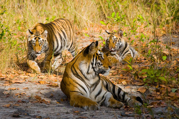 Three wild tiger in the jungle. India. Bandhavgarh National Park. Madhya Pradesh. An excellent illustration.
