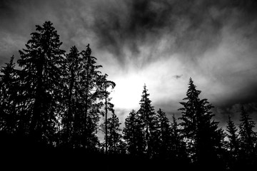 Düstere Bäume und Sonne, schwarz weiß - obrazy, fototapety, plakaty
