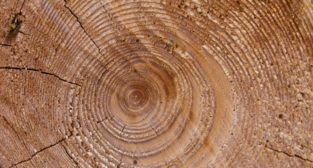 Fototapeta premium Baumringe nah, Hintergrund, widescreen