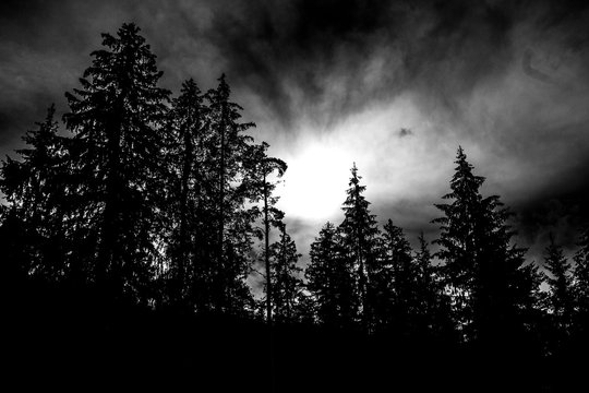 Fototapeta Düstere Bäume und Sonne, schwarz weiß