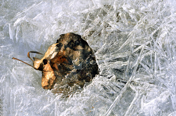 Leaf in ice background