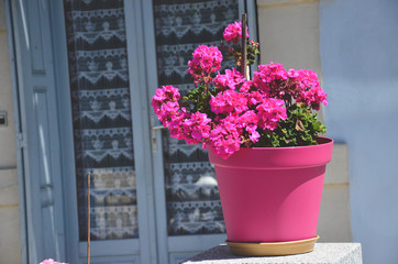 beautiful pink flowers in pink pot window