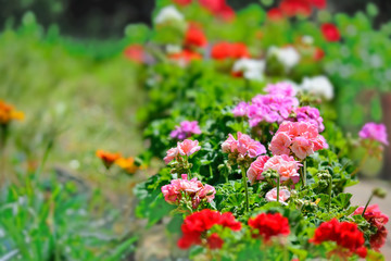 geraniums in a green garden