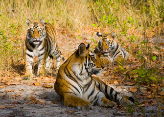 Three wild tiger in the jungle. India. Bandhavgarh National Park. Madhya Pradesh. An excellent illustration.