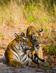 Two wild tiger in the jungle. India. Bandhavgarh National Park. Madhya Pradesh. An excellent illustration.