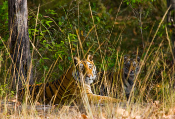 Wild tiger lying on the ground. India. Bandhavgarh National Park. Madhya Pradesh. An excellent illustration.