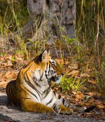 Wild tiger lying on the ground. India. Bandhavgarh National Park. Madhya Pradesh. An excellent illustration.