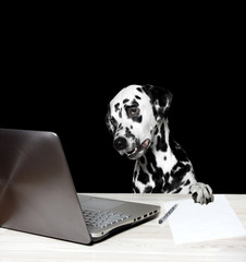 Dalmatian works at the computer
