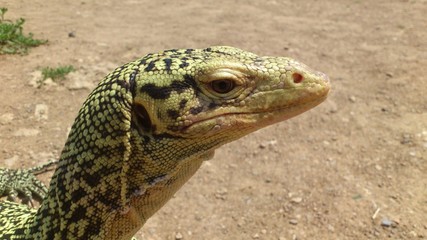 Monitor Lizard 