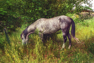 Obraz na płótnie Canvas Image tethered horse grazing in a grove