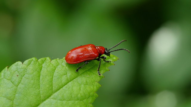 4K Lily Leaf Beetle (Lilioceris lilii) 1