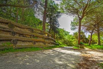 path in the pinewood