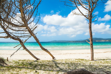 pine trees by the sea in Sardinia