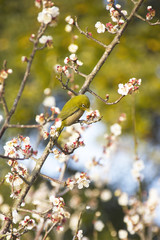 桜 / cherry blossom
