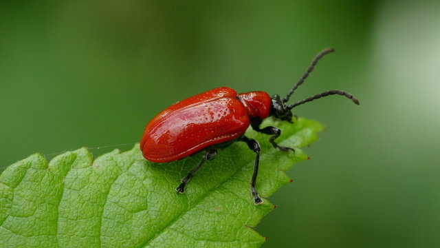 4K Lily Leaf Beetle (Lilioceris lilii) 2