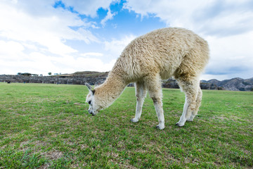 Fototapeta premium lamas in Andes,Mountains, Peru