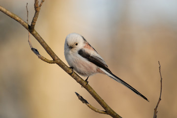 Perching long-tailed tit