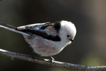 Close view of perching long-tailed tit