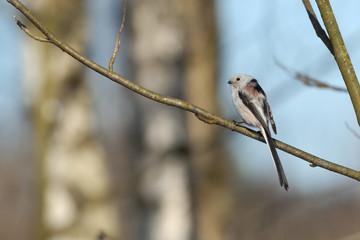 Side view of perching long-tailed tit in the birch forest