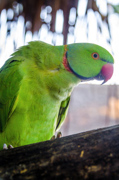 Parrot closeup