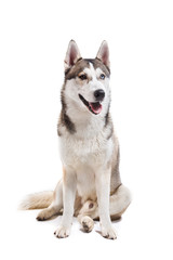 Naklejka na ściany i meble Dog breed Siberian Husky on a white background