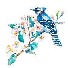 Blue jay isolated on a white background. Spring flowers.Watercolor.. - 102456016