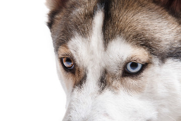 Dog breed Siberian Husky on a white background