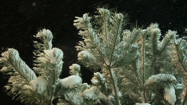 Spruce branch under snow in close up. Background of winter tree.winter branch of pine under a snow.night scene.