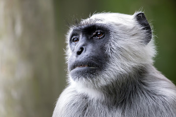 Hanuman Langur