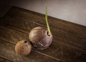 Sprout of coconut tree and Coconut peeled