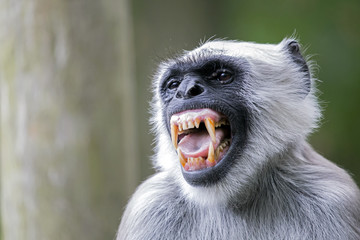 Hanuman Langur
