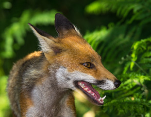 Red Fox (Vulpes vulpes) in British Countryside