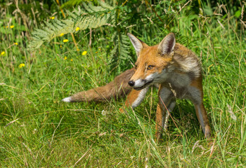 Red Fox (Vulpes vulpes) in British Countryside