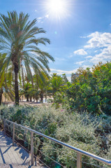 Fototapeta na wymiar Barcelona beach with palm trees