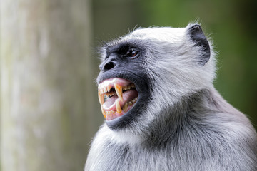 Hanuman Langur