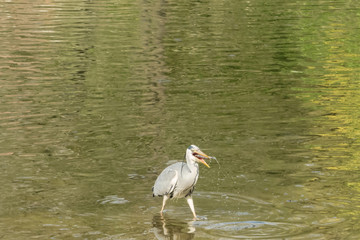 Graureiher am Ufer eines Sees